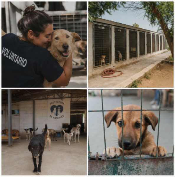 Busco socio para protectora de animales
